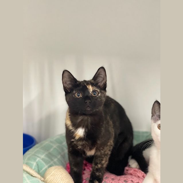 Photo of Pansy