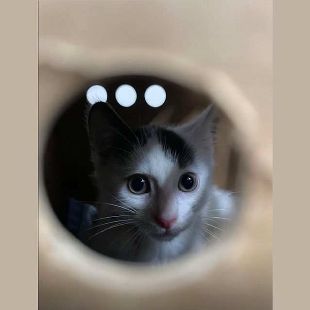 Photo of Snowball
