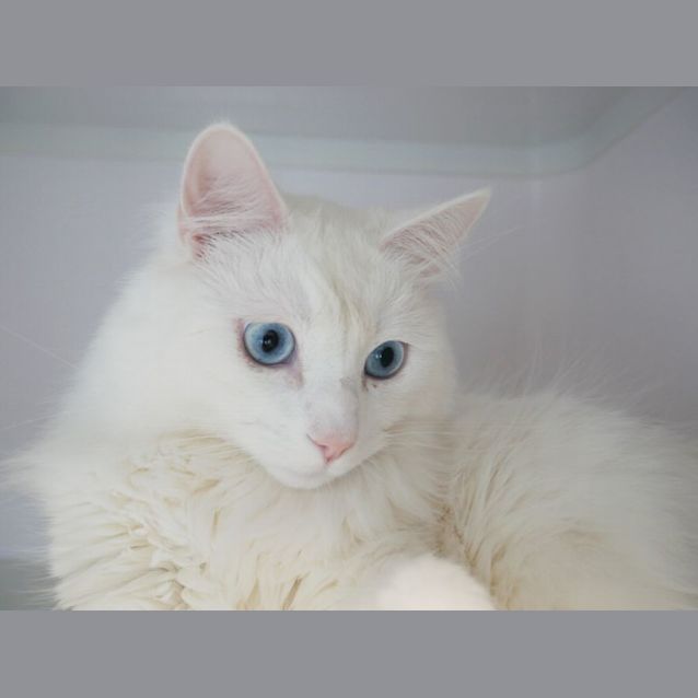 Photo of Sakura Rsua005200