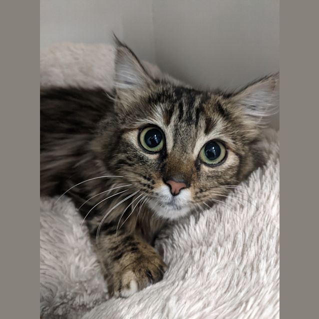 Photo of Butterscotch