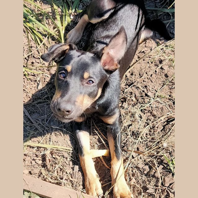 Photo of Toby