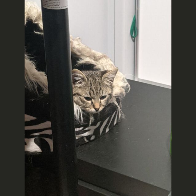Photo of Bandit