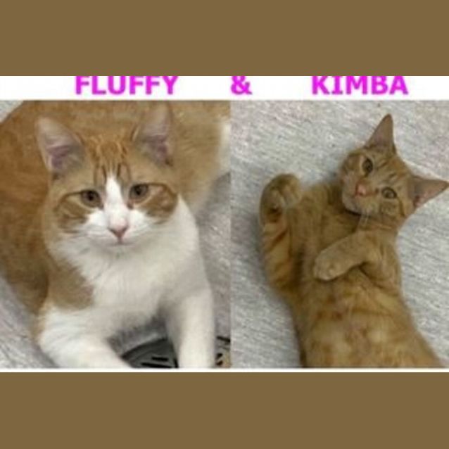 Photo of Fluffy  And  Kimba