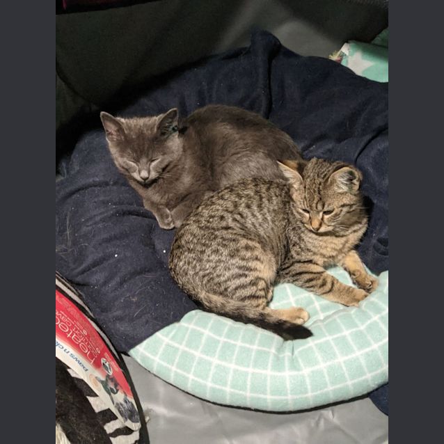 Photo of Smokey
