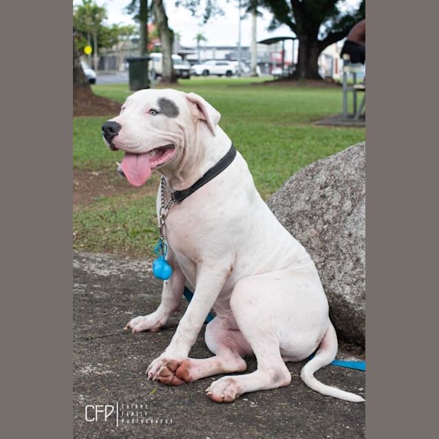 Photo of Big Boy (Spot)