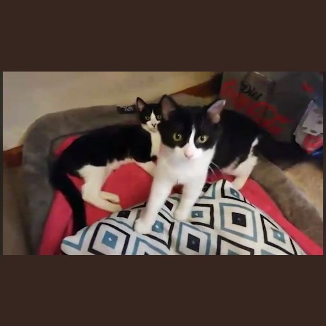 Photo of Pudding And Cricket