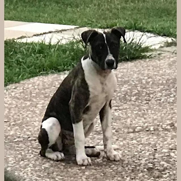 Photo of Lady