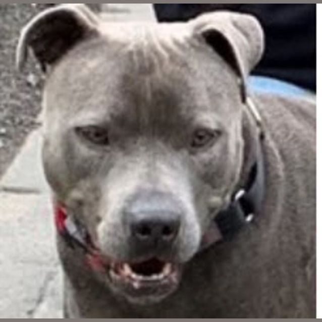 Photo of Rocco & Roxxy