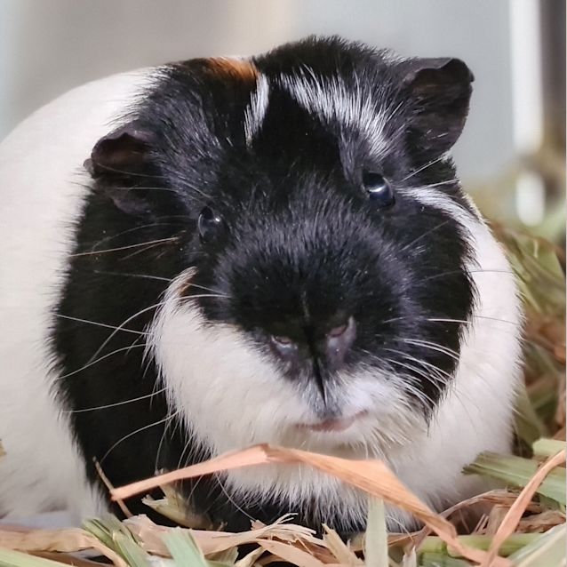 Photo of Bubblegum