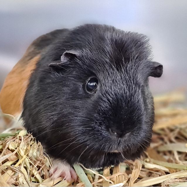 Photo of Sage