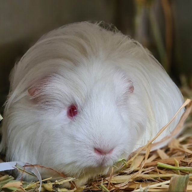 Photo of Frieda