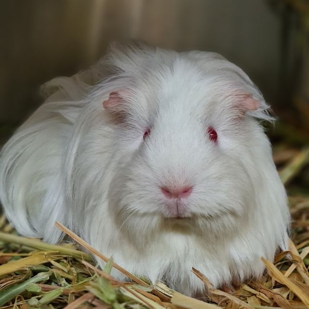 Photo of Freya