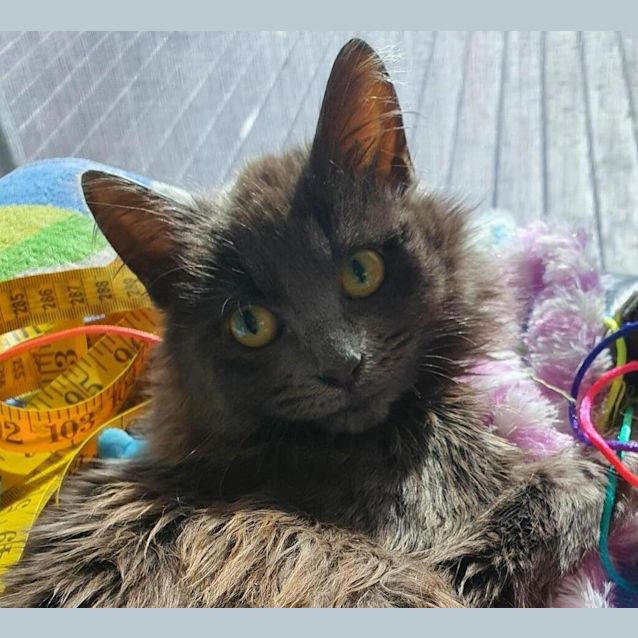 Photo of Amara 