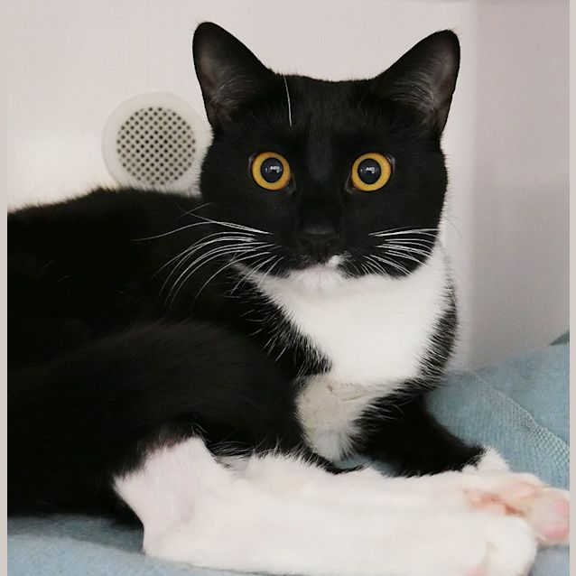 Photo of Socks Sua006379