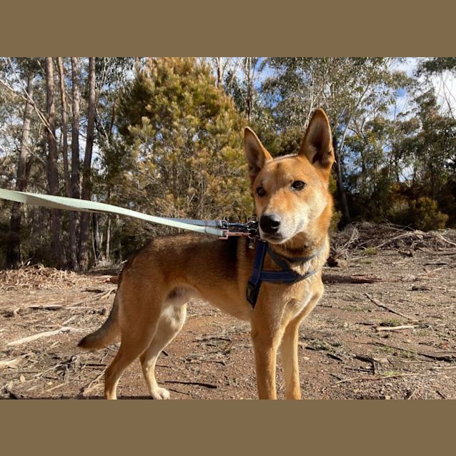 Riggs - Kelpie Dingo Mix - Medium Male Kelpie x Dingo Mix Dog in ACT ...