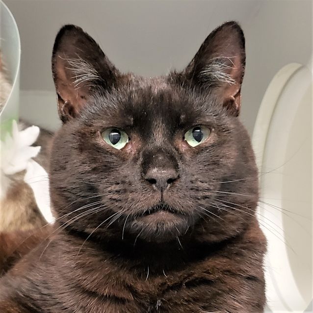 Photo of The Baron