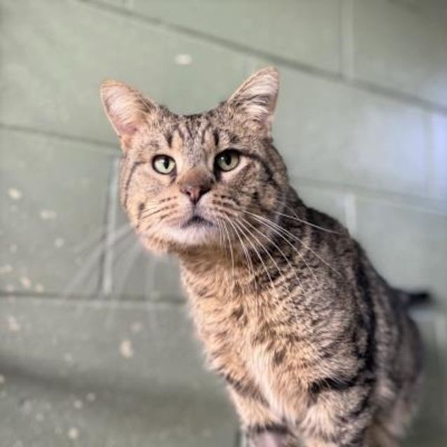 Photo of Samson