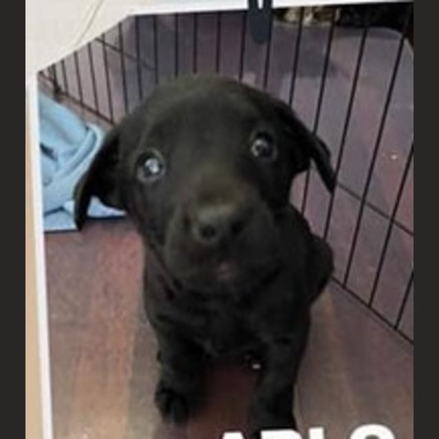 Photo of Apollo