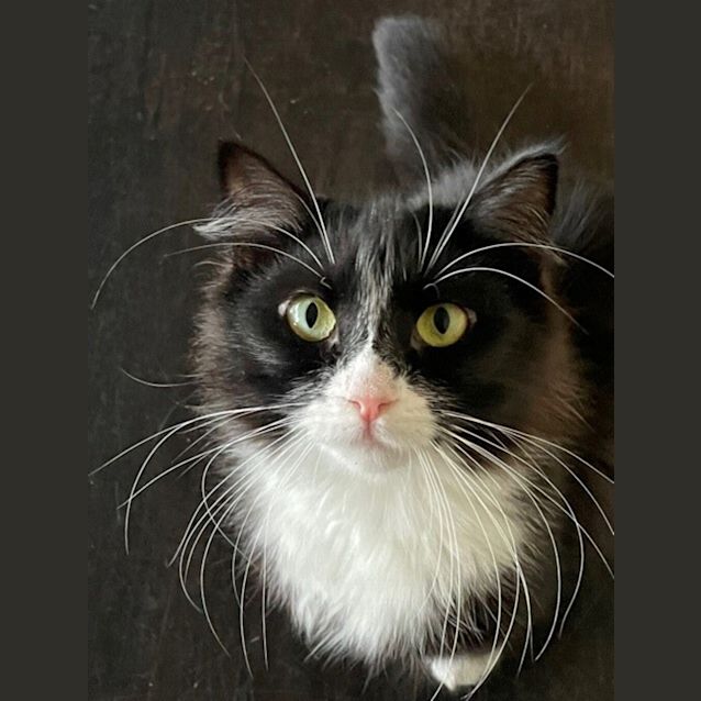 Photo of Poppet