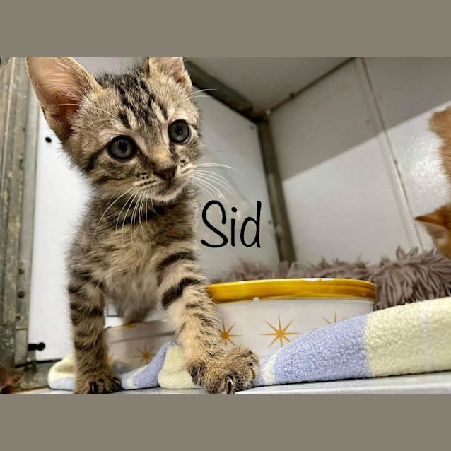 Photo of Sid