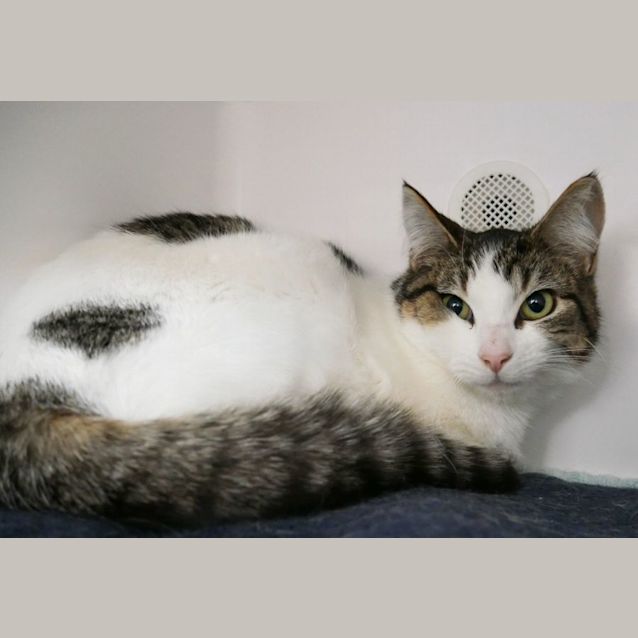 Photo of Pie Rsuk008811