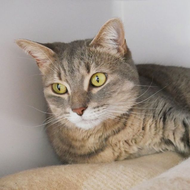 Photo of Nala Sua008934