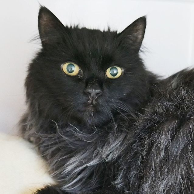 Photo of Mahlia Sta008665