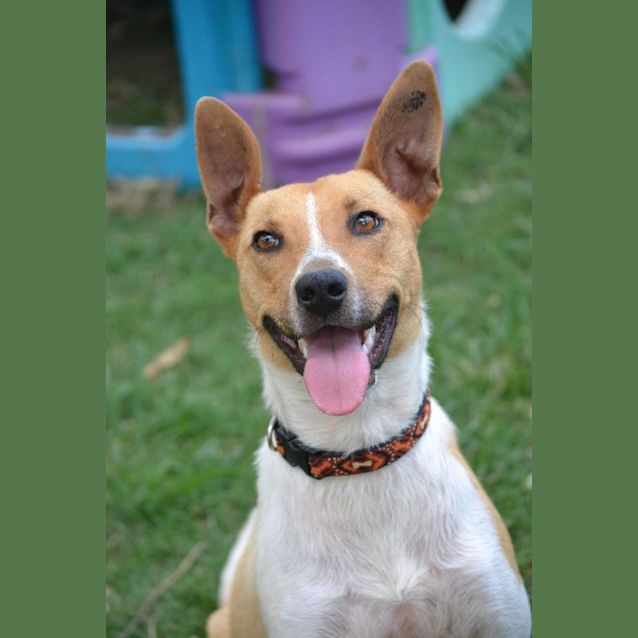 Photo of Dexter