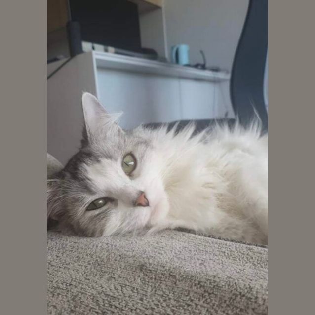 Photo of Cleo | Ck Rescue 