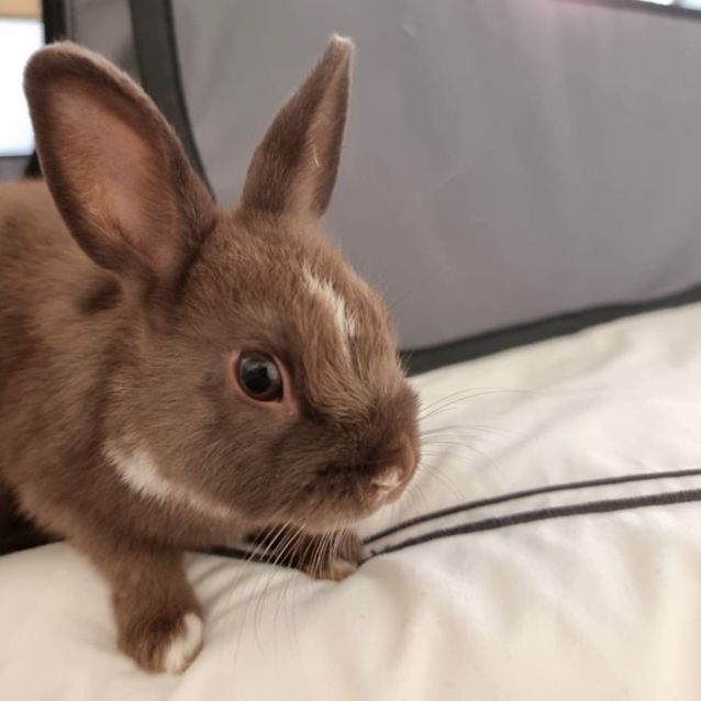 Photo of Canterbury Thumper