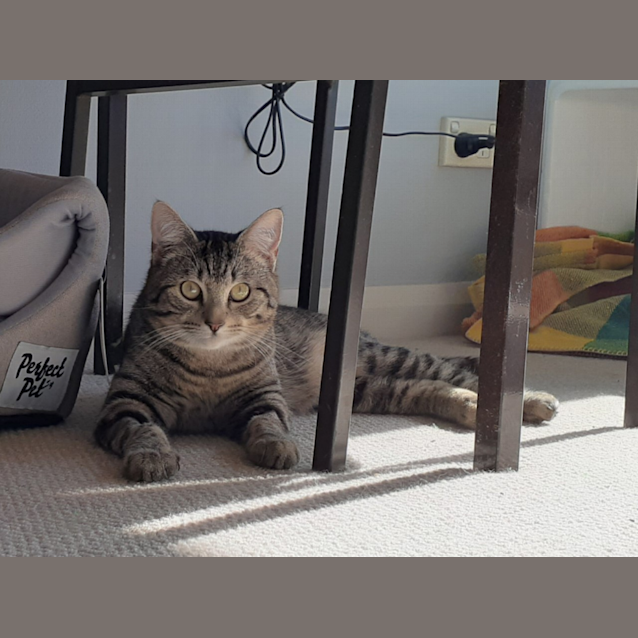 Photo of Sardine