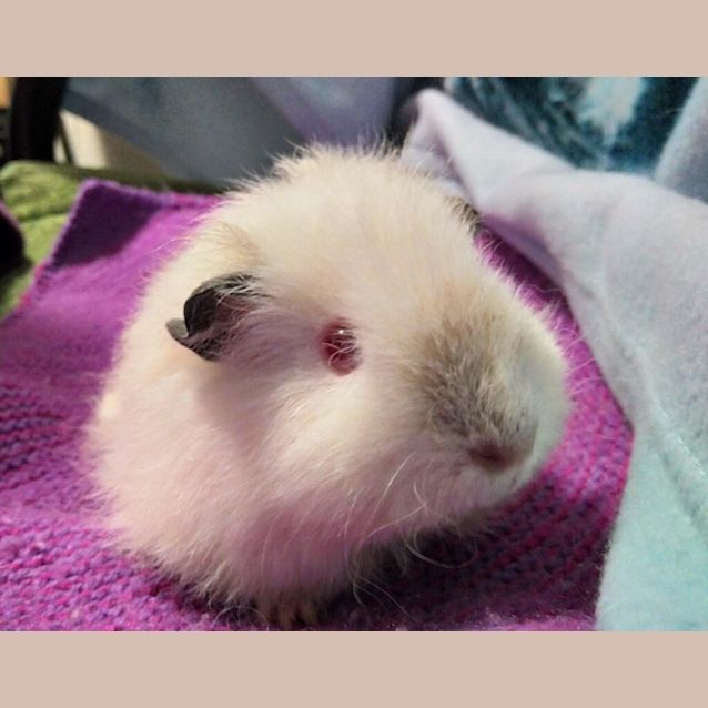 Photo of Magflooficent
