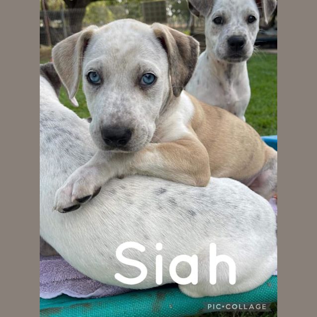 Photo of Siah