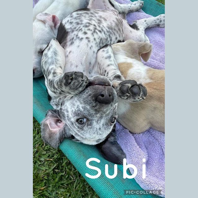 Photo of Subi