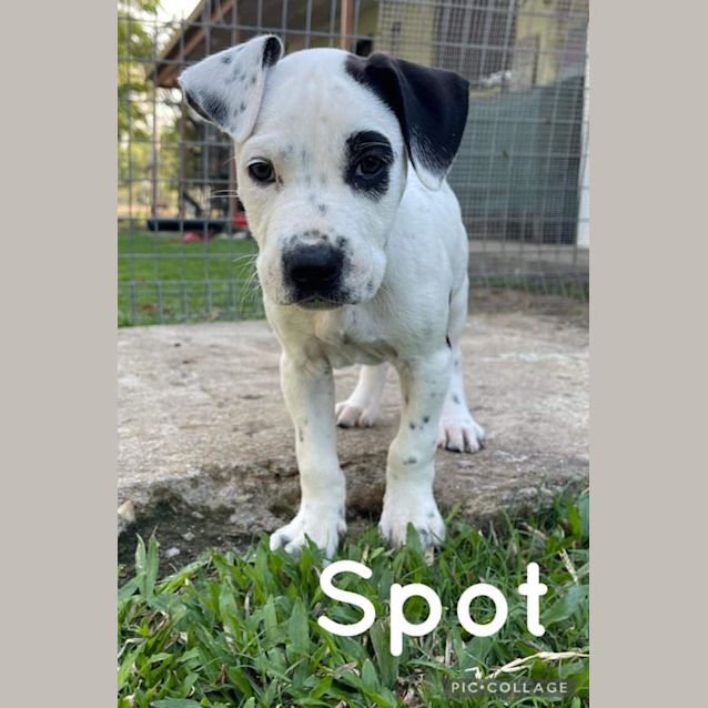 Photo of Spot