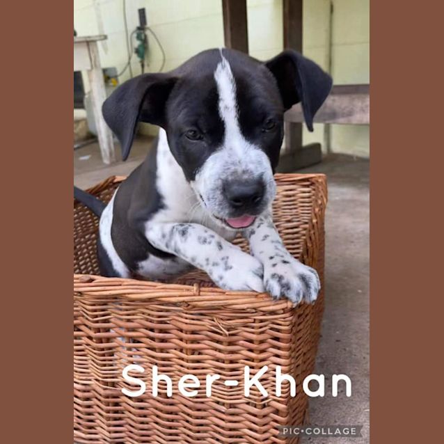 Photo of Sher Khan
