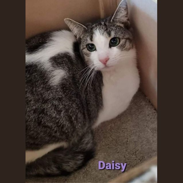 Photo of Cherry & Daisy