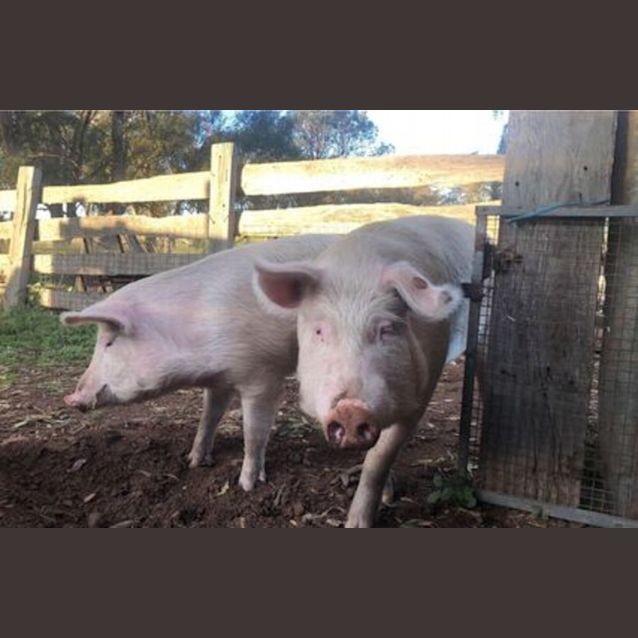 Photo of Clyde & Romeo