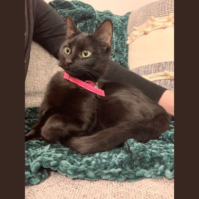 Photo of Pablo & Oreo