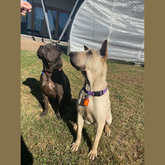 Photo of Hollie * $150 Adoption Fee *