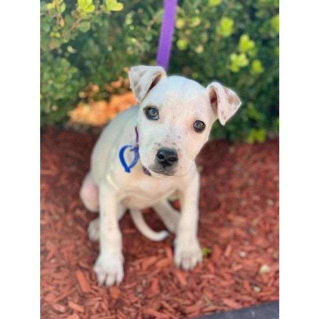 Photo of Nala
