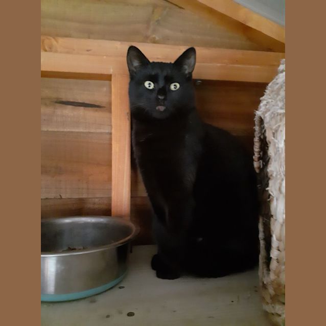 Photo of Rascal 