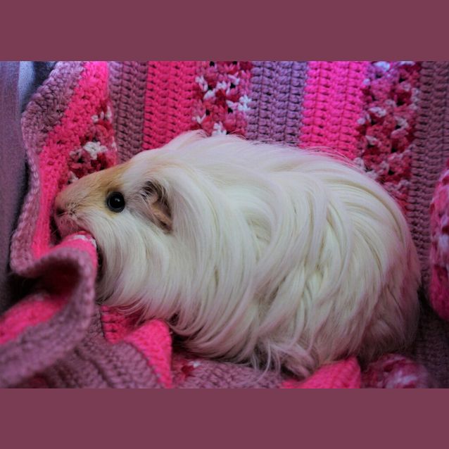 Photo of Noodles