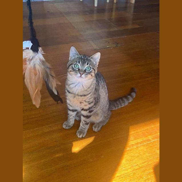 Photo of Dashy