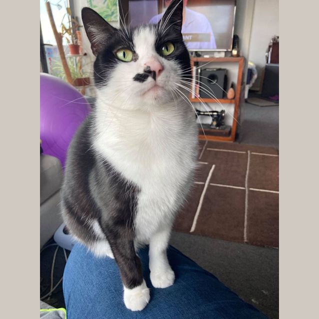 Photo of Elvis   Located In Preston