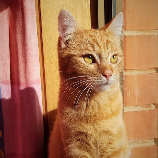 Photo of Nugget 