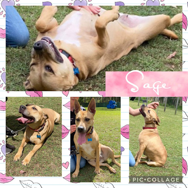 Photo of Sage