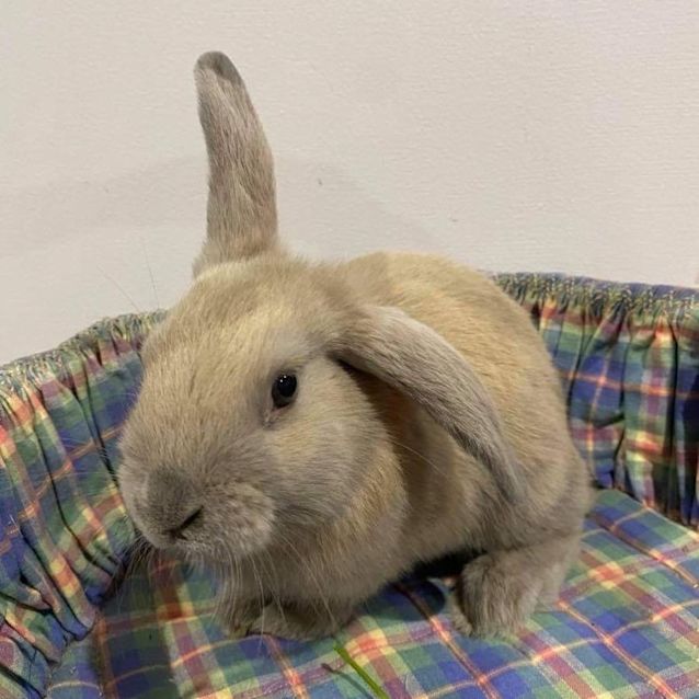 Photo of Belmont Monica