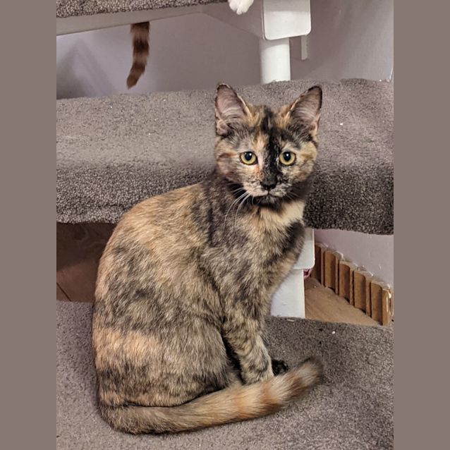 Photo of Tallulah 