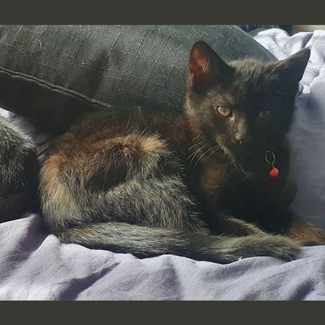 Photo of Taffy Aka Spicy 🌶 